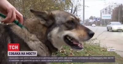 Собака, который грезит мостом: в Днепре четвероногий устраивает выступление для водителей