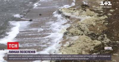 Хаджибейский лиман позеленел: поверхность воды покрылась неизвестным веществом - tsn.ua - Украина - Одесса