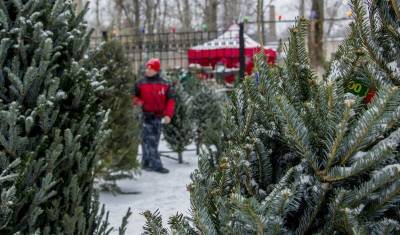 Минсельхоз назвал цены на новогодние елки в Подмосковье