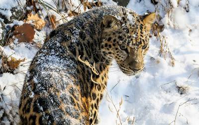 В Приморье в фотоловушку попала пара дальневосточных леопардов
