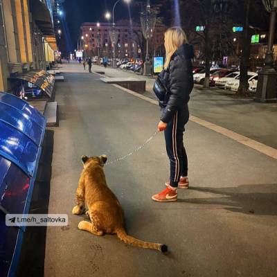 В центре Харькова девушка выгуливала льва на поводке