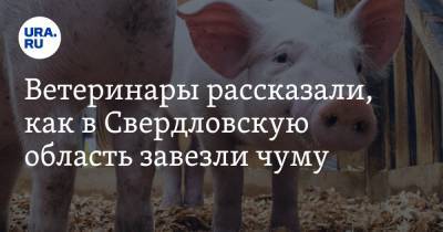 Ветеринары рассказали, как в Свердловскую область завезли чуму