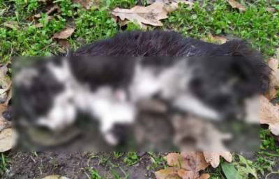 На Одесчине садистски убивают кошек