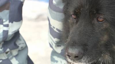 Собака помогла по горячим следам раскрыть ограбление в Новосибирской области