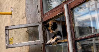 Москвич приревновал жену к котам и выбросил их из окна