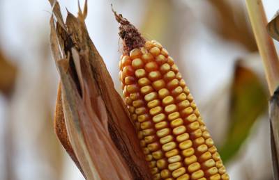 На экспорт ушло более 6 млн т украинской кукурузы