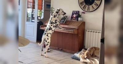 Собака пела и аккомпанировала себе на фортепиано хозяйка случайно застала пса за музицированием