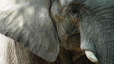 Слон, жираф и носорог: казанский зоопарк поделился планами на весну-2021
