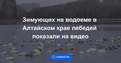 Зимующих на водоеме в Алтайском крае лебедей показали на видео