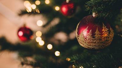 Власти Подмосковья назвали цены на новогодние елки