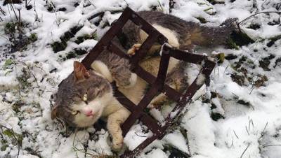 В Тверской области всем миром спасали кота, застрявшего в решетке