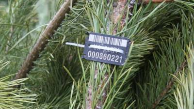Госэкоинспекция будет проверять законность продажи новогодних елок