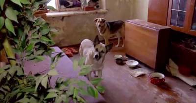 Одни дома: хозяева бросили собак в пустой квартире