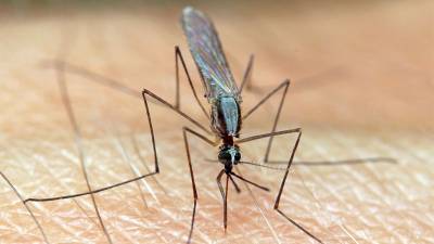 Еще один российский турист умер от малярии после отдыха на Занзибаре