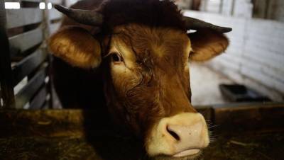 На ферме под Вологдой погибли от голода почти 200 коров