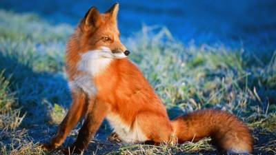 Охота в городских джунглях: лиса пришла за добычей к жилому комплексу в Петербурге