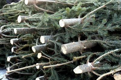 В Украине ужесточили контроль за незаконными вырубками и продажей елок