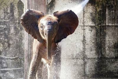 В казанском зоопарке «Река Замбези» появятся слоны