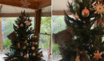Живая коала украсила новогоднюю ель австралийцев