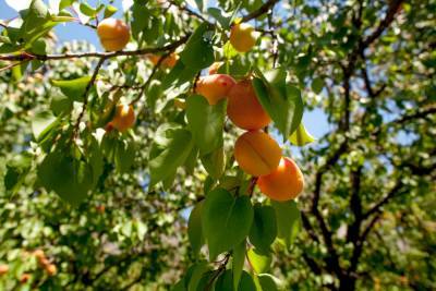 Площадь абрикосовых садов в Дагестане за год увеличилась на 35 га