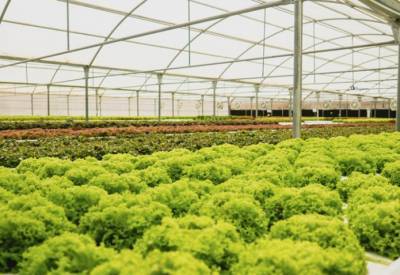 В ОАЭ строят 2-гектарную полностью автоматизированную теплицу для салата