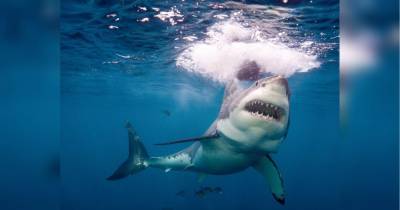 В Египте акула атаковала туристку из Германии: нападение сняли на видео