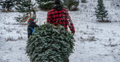 В лесах Рижского самоуправления нельзя рубить елки к Рождеству
