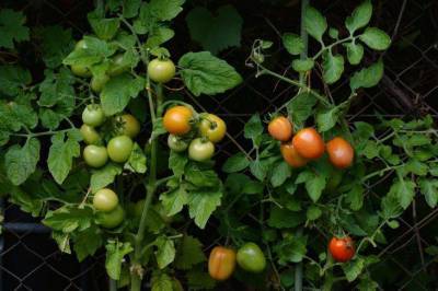 Как вырастить помидоры в огороде: советы для новичков
