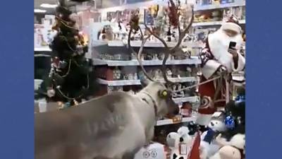 Выбор Валерчика: в Сургуте олень помог Деду Морозу подобрать подарки для детей