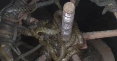 В Одесской области просто в водопроводе нашли гнездо змей