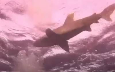 В Египте нападение акулы на туристку попало на видео - korrespondent.net - Украина - Египет - Нападение