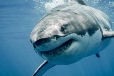 В Египте акула едва не растерзала женщину-дайвера: видео нападения и фото последствий