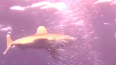 Акула атаковала туристку на египетском курорте