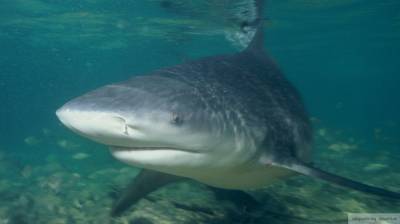 Акула "разодрала" плечо немецкой туристке в Египте