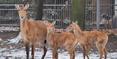 Как зимуют звери в киевском зоопарке: милое видео