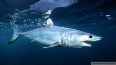 Немецкую туристку укусила акула на дайвинге в Египте