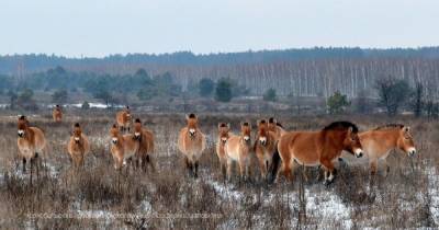 В Чернобыльской зоне лошади Пржевальского погибли в стальных петлях браконьеров (фото) - focus.ua