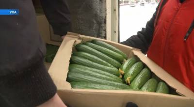 Фермеры-волонтеры передали врачам ковид-госпиталей Башкирии овощи и фрукты