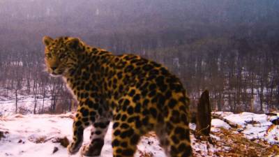 Фотоловушка Национального парка «Земля леопарда» зафиксировала роман хищников.