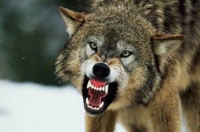 На Прикарпатье волки охотятся на домашних собак. ВИДЕО