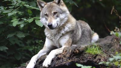 В Воронежской области вдвое выросла популяция волков
