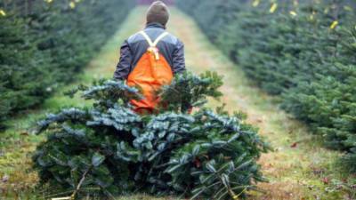 Во сколько немцам обойдется рождественская елка в этом году