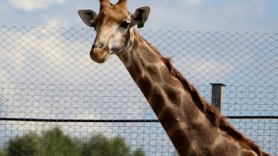Зоозащитники спасли Нубийского жирафа Асаву с затопленного острова в Кении