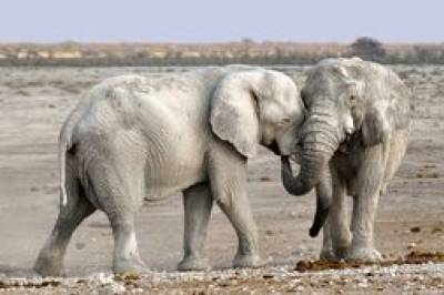 В Намибии выставили на аукцион диких слонов, потому что их слишком много, но им грозит вымирание