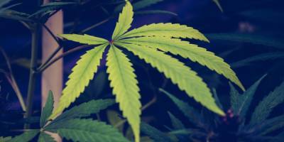 Палата представителей США поддержала декриминализацию марихуаны на федеральном уровне