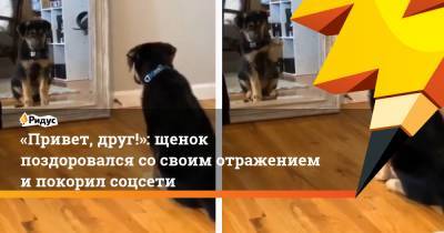 «Привет, друг!»: щенок поздоровался со своим отражением и покорил соцсети