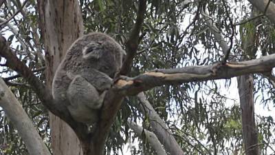 В Австралии коала забралась в дом и украсила рождественскую ель