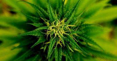 За пару шагов до легализации марихуаны: в США Палата представителей поддержала употребление каннабиса