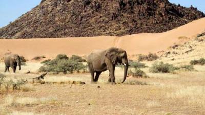 Намибия выставила на продажу сотни слонов