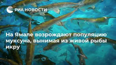 На Ямале возрождают популяцию муксуна, вынимая из живой рыбы икру
